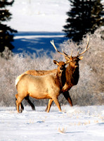 Elk near Creede, Co (3)
