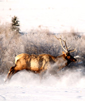 elk running in snow