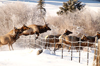 Elk near Creede, Co (1)