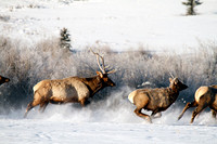 Elk near Creede, Co (2)