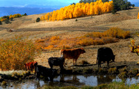 Greenhorn Mountain, Co (4)