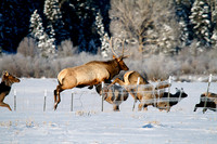 Elk near Creede, Co (4)